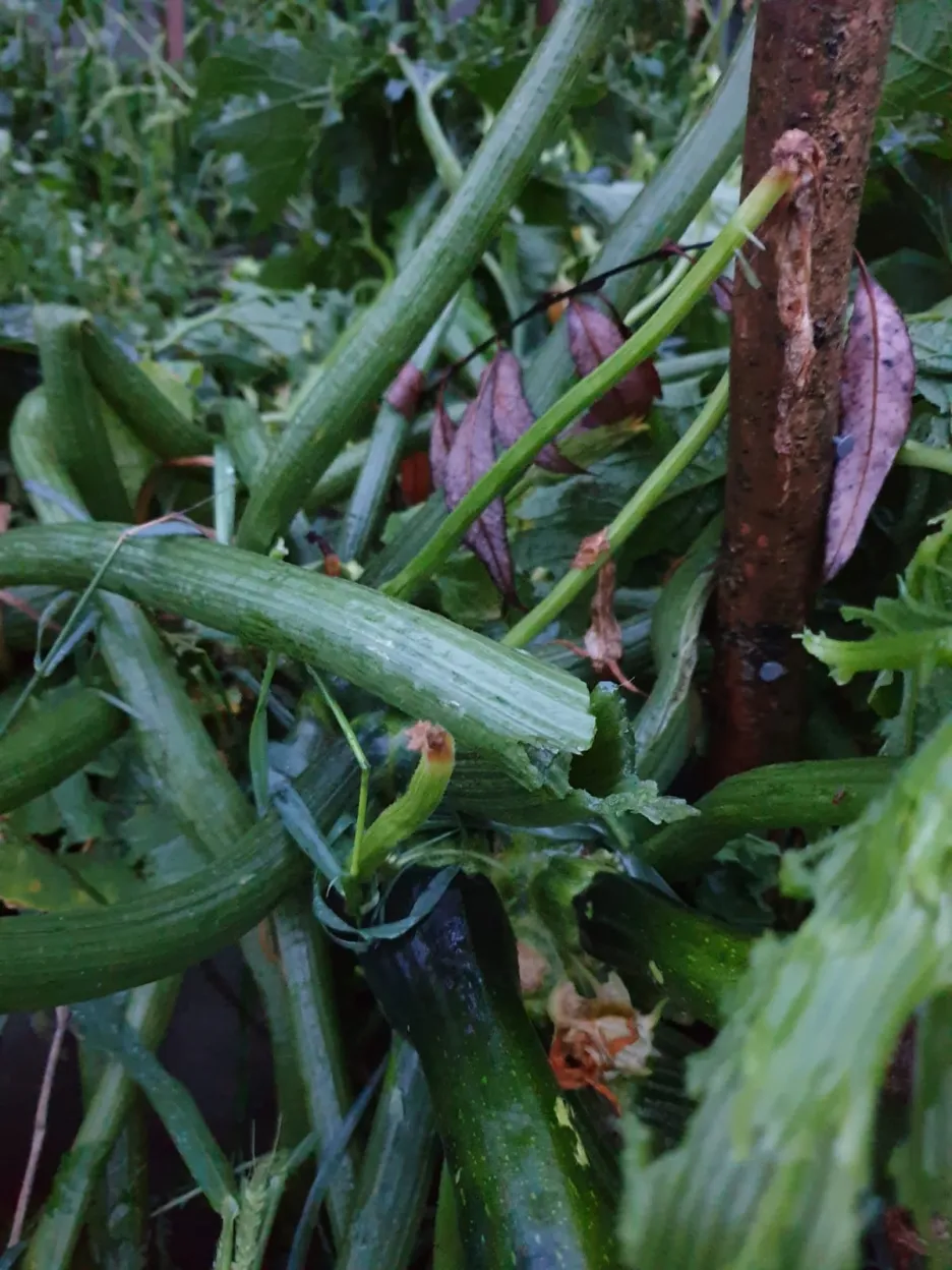 Zničená úroda po bouřce v Chlebovicích na Frýdecko-Místecku