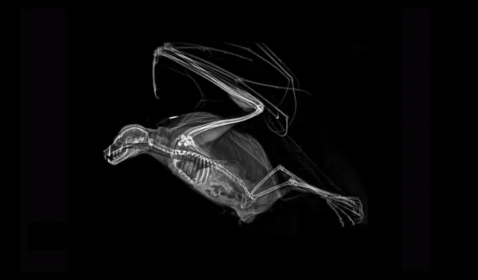 Zvířata pod rentgenem 