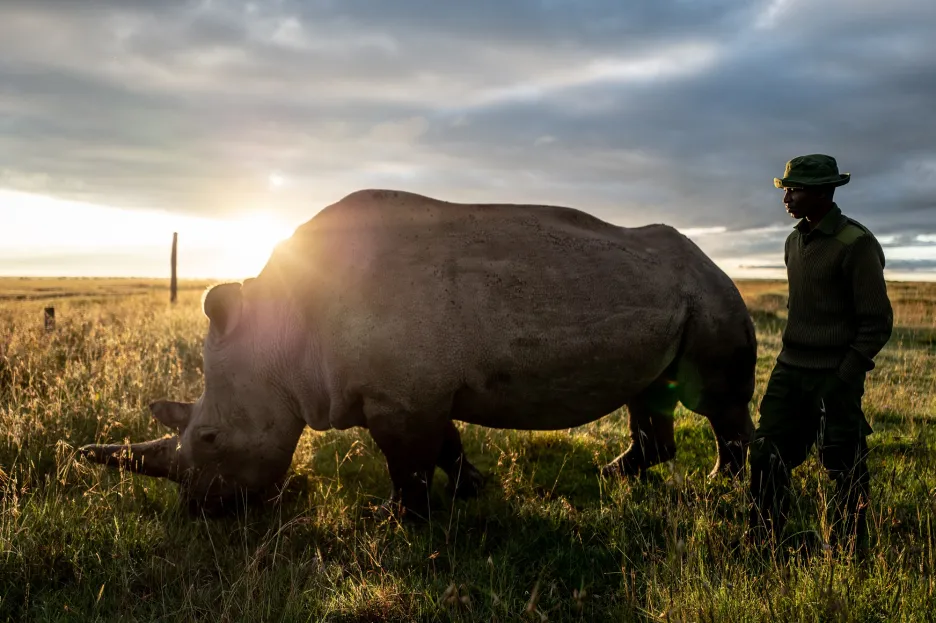 Záchrana nosorožců