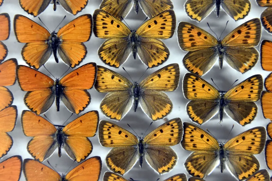 Při domovní prohlídce objevili kriminalisté kriticky chráněné druhy motýlů