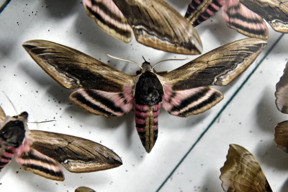 Při domovní prohlídce objevili kriminalisté kriticky chráněné druhy motýlů