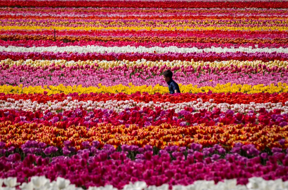 Kanadský festival tulipánů