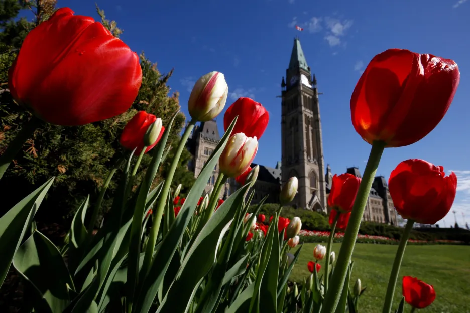 Kanadský festival tulipánů