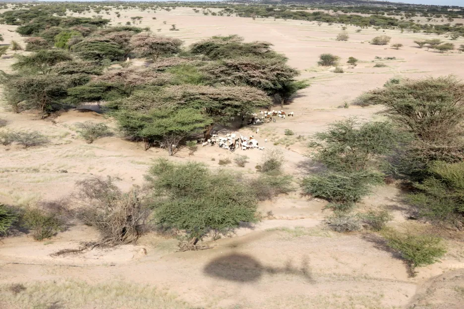 Invaze sarančat zachvátila sever Keni. Fotografie ukazují situaci v oblasti zavné Turkana  pocházejé 
