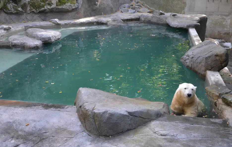 Nový výběh ledních medvědů v Zoo Brno