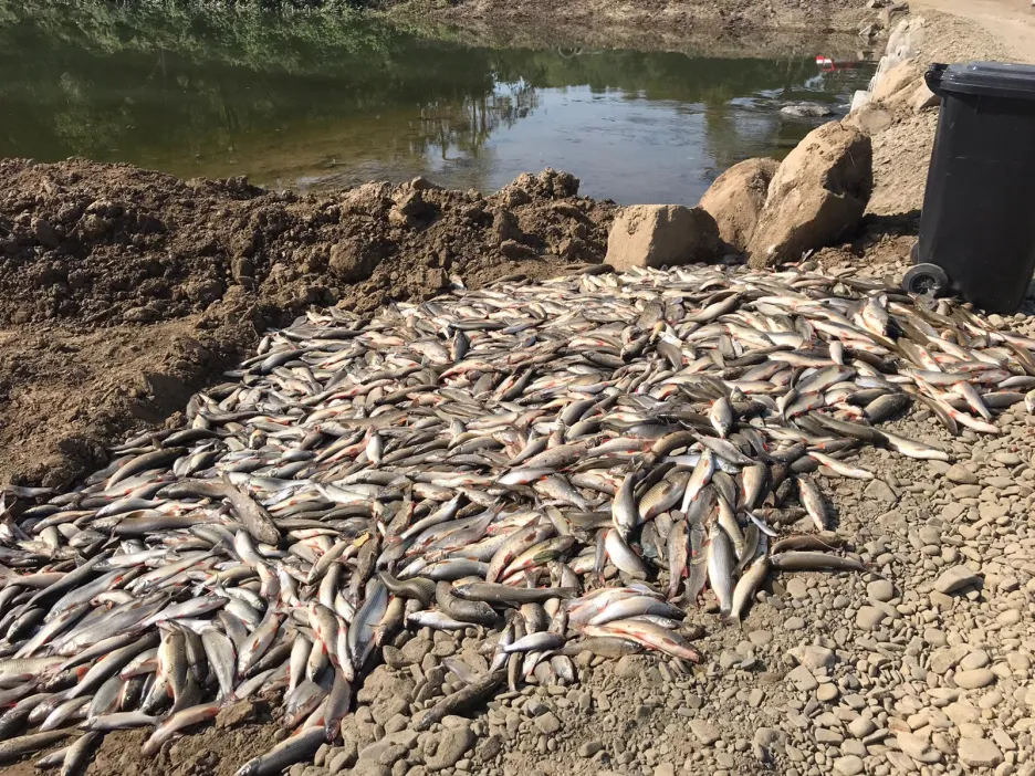 Otrávené ryby u řeky Bečvy