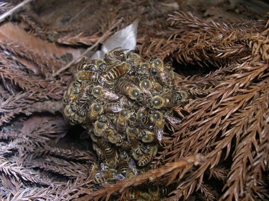 Včely východní sršně obklopí a tak je udusí nebo přehřejí