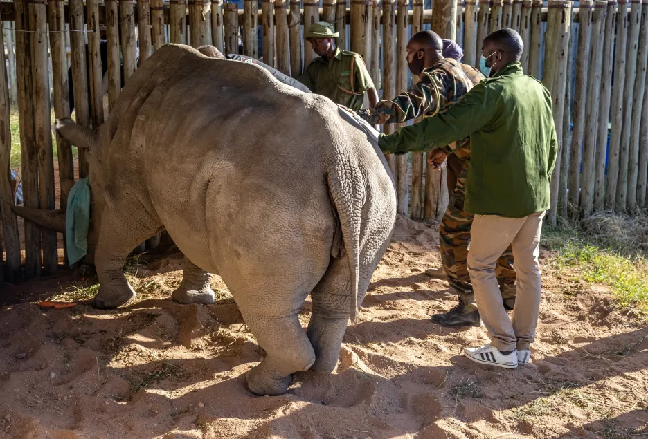 Záchrana nosorožců pomocí kmenových buněk