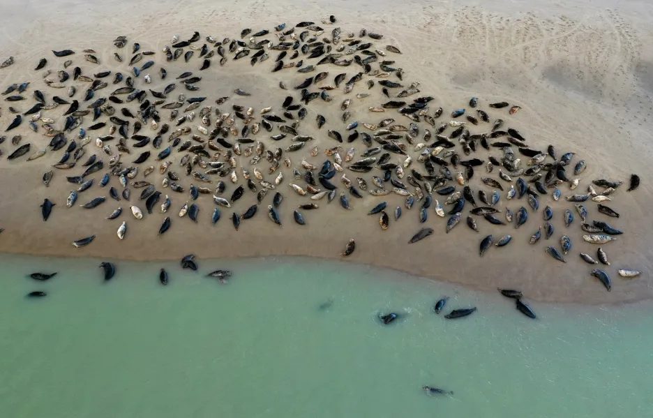 Skupina tuleňů odpočívá na pláži poblíž majáku Phare de Walde u města Calais v severní Francii