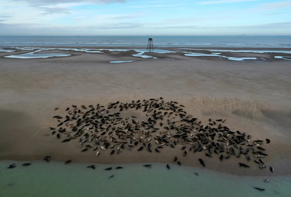 Skupina tuleňů odpočívá na pláži poblíž majáku Phare de Walde u města Calais v severní Francii