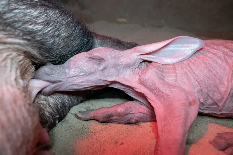 Královédvorská zoo slaví valentýnský přírůstek 