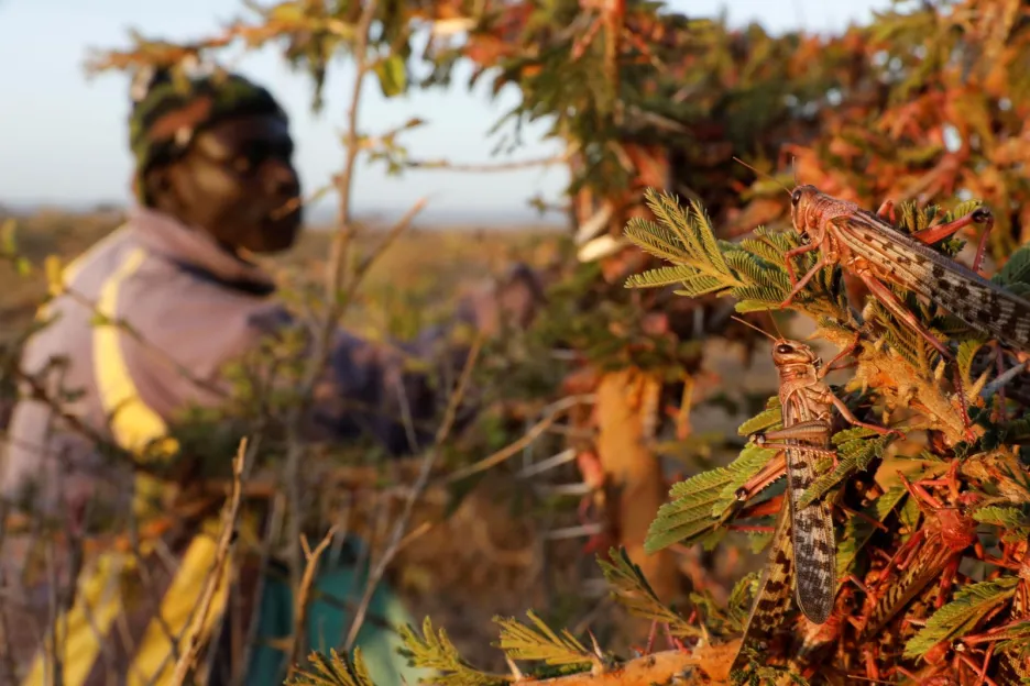 Farmářům v Keni mizí úroda před očima. Mračna kobylek pohltí skoro vše