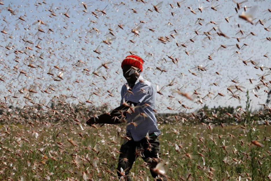 Farmářům v Keni mizí úroda před očima. Mračna kobylek pohltí skoro vše