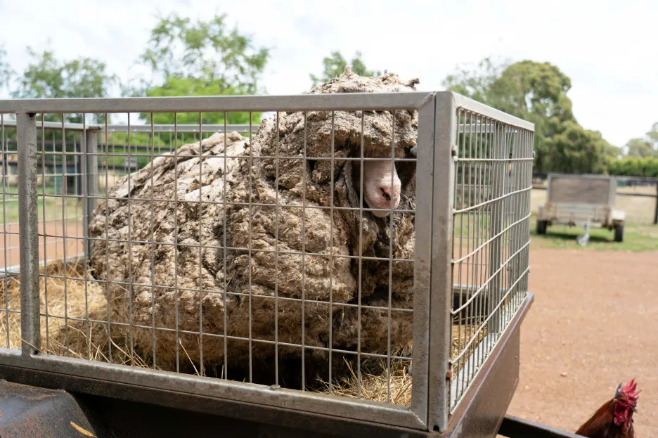 Australští záchranáři zachránili ovci Baarack. Ze zanedbaného zvířete ostříhali přes 35 kilogramů vlny