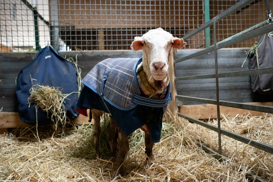 Australští záchranáři zachránili ovci Baarack. Ze zanedbaného zvířete ostříhali přes 35 kilogramů vlny