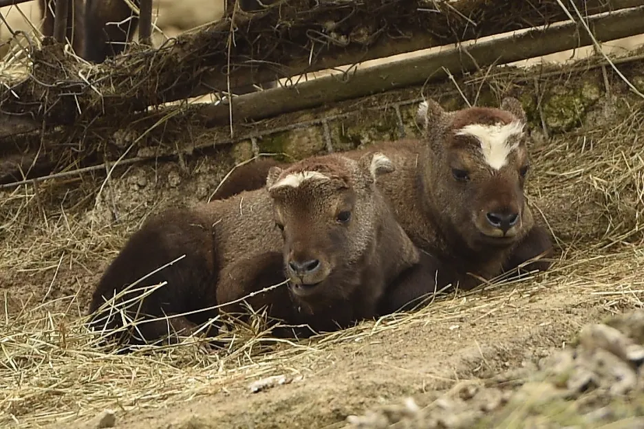 Do brněnské zoo se narodila mláďata takinů