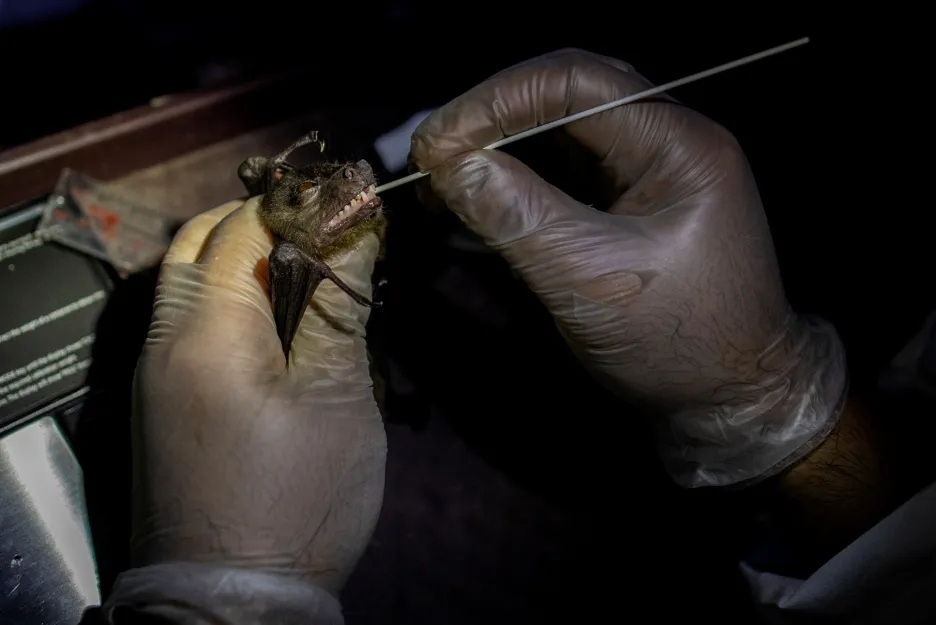 Vědci zkoumají netopýry v okolí laguny u města Los Baños na Filipínách 