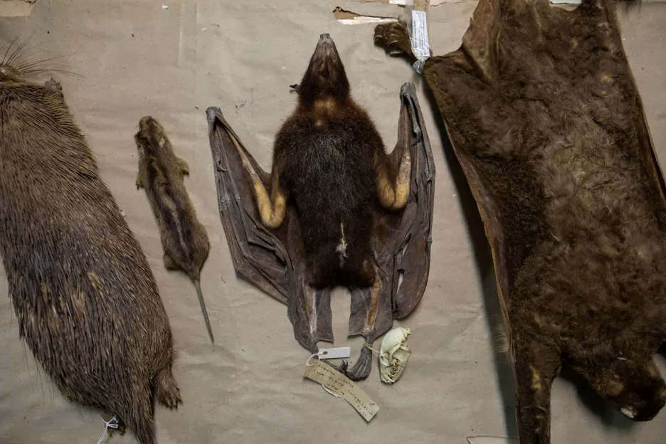 Vědci zkoumají netopýry v okolí laguny u města Los Baños na Filipínách 