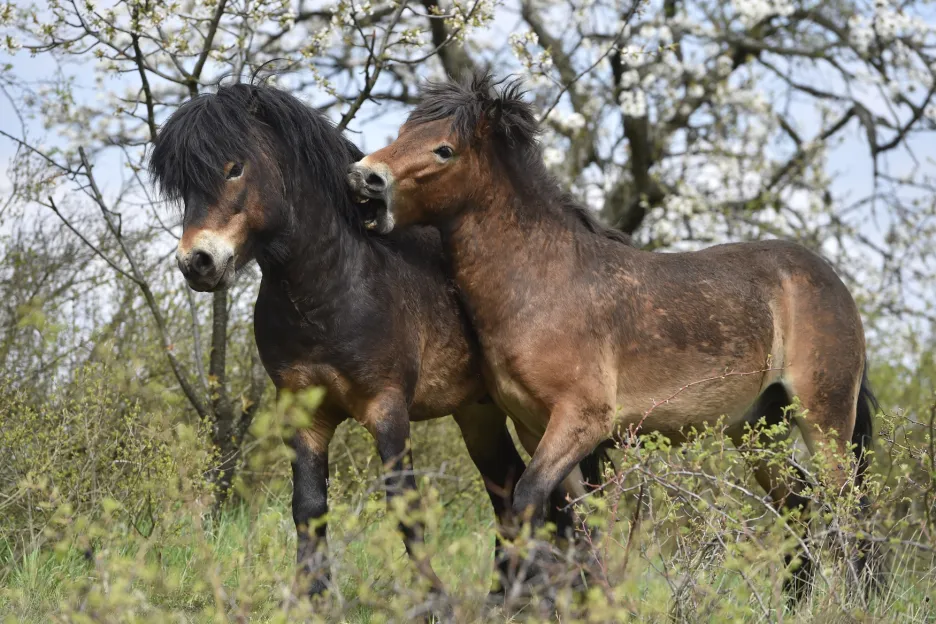 Divocí koně v Národním parku Podyjí na Znojemsku