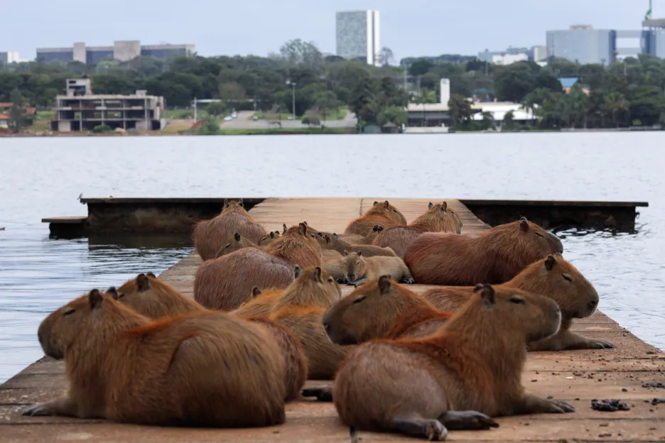 Kapybary se ve vracejí do svého původního prostředí v okrese Nordelta, který se nachází na severu Tigre Partido v Buenos Aires. Na původních mokřadech dnes stojí luxusní čtvrť