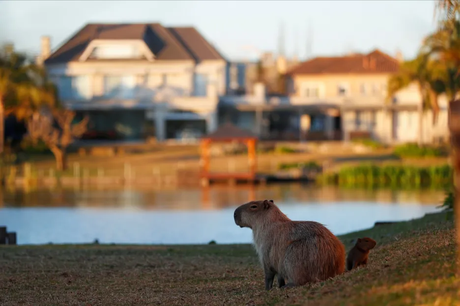 Kapybary se ve vracejí do svého původního prostředí v okrese Nordelta, který se nachází na severu Tigre Partido v Buenos Aires. Na původních mokřadech dnes stojí luxusní čtvrť