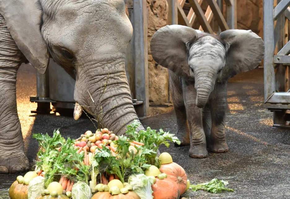 První mládě slona afrického narozené v Česku Zikari (Zyqqari) ve zlínské zoo