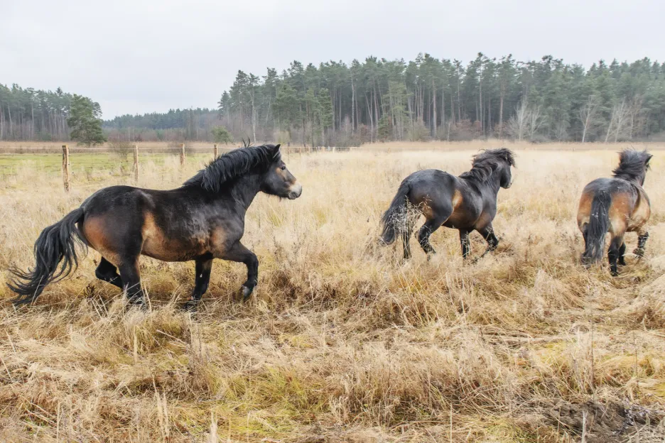 Vypuštění divokých exmoorských koní do rezervace Janovské mokřad