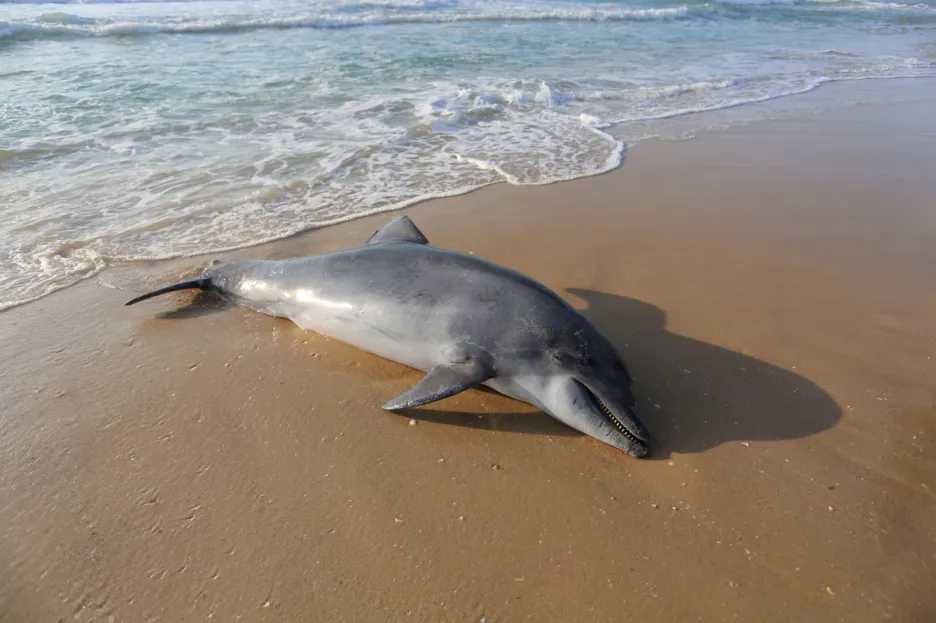 Des centaines de dauphins morts se sont échoués dans l’Atlantique au large de la France.  C’est un phénomène rare — ČT24 — Télévision tchèque