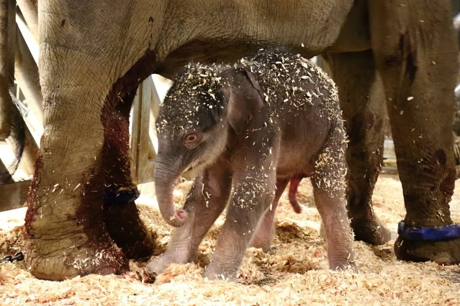 První slůně ve více než osmdesátileté historii chovu slon Zoo Praha